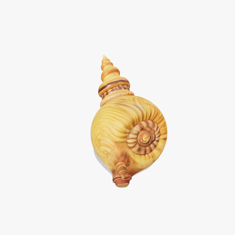 Spiral Nautilus Shell model pack